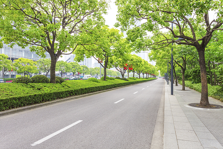 Rua com árvores da mesma espécie